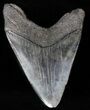 Bargain, Fossil Megalodon Tooth #57294-1